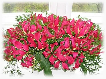 Gloriosa otthoni gondozást