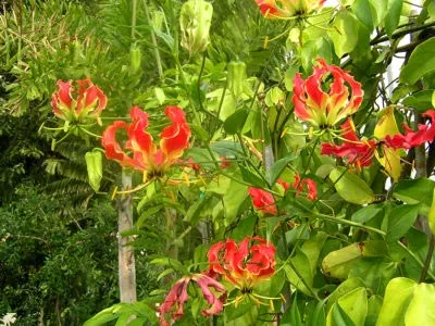 Gloriosa otthoni gondozást Gloriosa otthoni gondozást