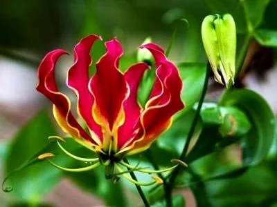 Gloriosa otthoni gondozást Gloriosa otthoni gondozást