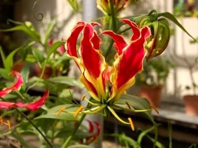 Gloriosa otthoni gondozást Gloriosa otthoni gondozást