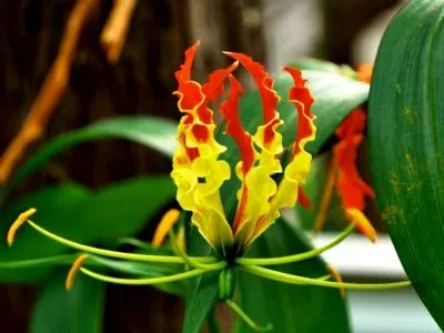 Gloriosa otthoni gondozást Gloriosa otthoni gondozást