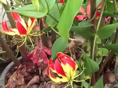 Gloriosa otthoni gondozást Gloriosa otthoni gondozást