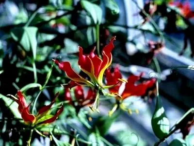 Gloriosa otthoni gondozást Gloriosa otthoni gondozást