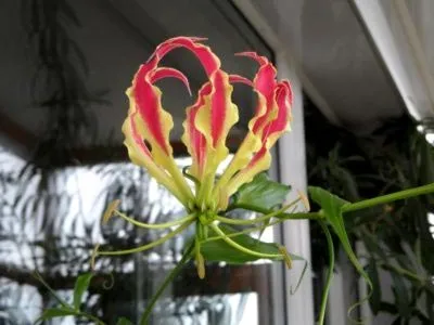 Gloriosa otthoni gondozást Gloriosa otthoni gondozást