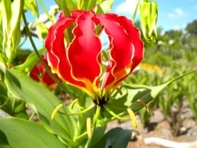 Gloriosa otthoni gondozást Gloriosa otthoni gondozást