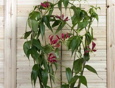Gloriosa otthoni gondozást