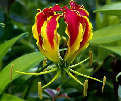 Gloriosa otthoni gondozást