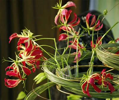 Gloriosa otthoni gondozást