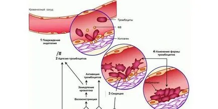 A hemosztázis mi ez A hemosztázis mi ez