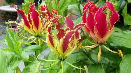 Gloriosa otthoni gondozást Gloriosa otthoni gondozást