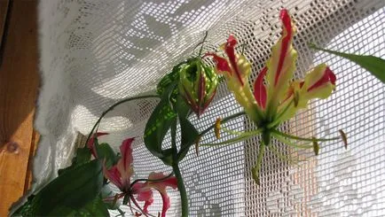 Gloriosa otthoni gondozást Gloriosa otthoni gondozást