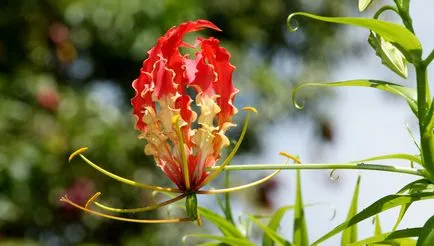 Gloriosa otthoni gondozást Gloriosa otthoni gondozást