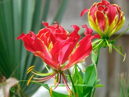 Gloriosa otthoni gondozást Gloriosa otthoni gondozást