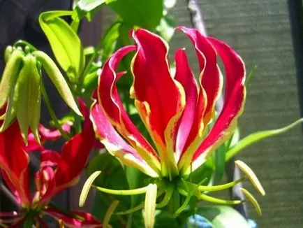 Gloriosa otthoni gondozást