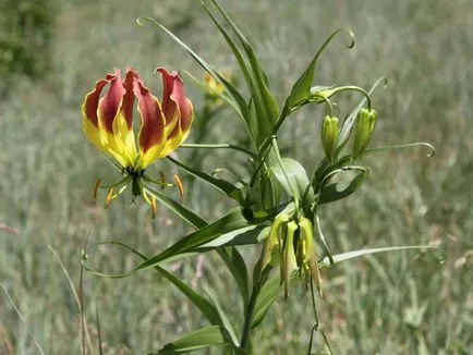 Gloriosa otthoni gondozást