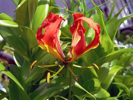 Gloriosa otthoni gondozást