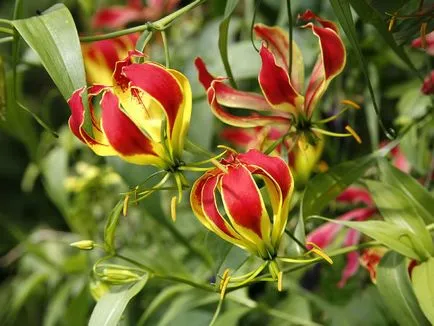 Gloriosa otthoni gondozást