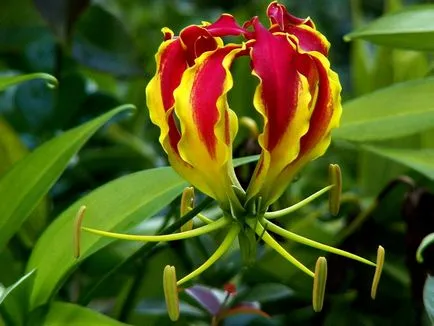 Gloriosa otthoni gondozást Gloriosa otthoni gondozást