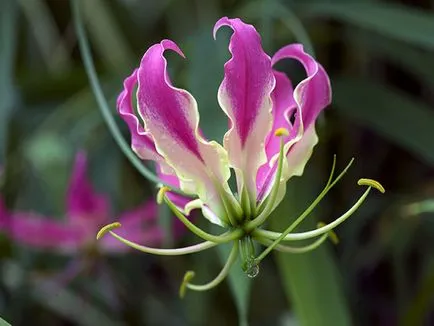 Gloriosa otthoni gondozást