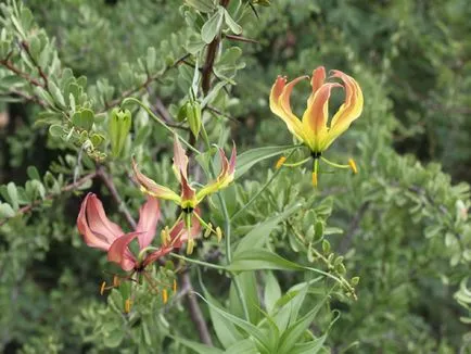 Gloriosa otthoni gondozást