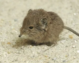 Hogyan kell kezelni a hárpia