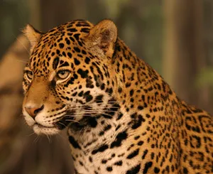 Jaguar, mi ez