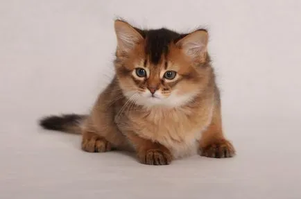 Mint egy macska istállókat Mint egy macska istállókat