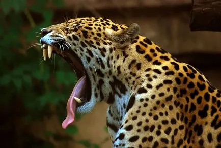 Jaguar, mi ez