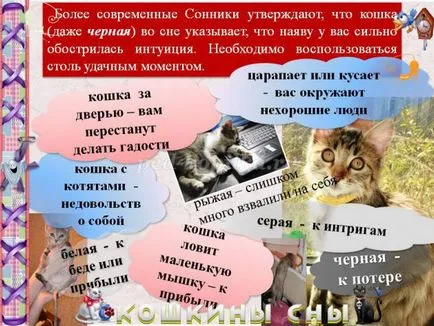 Magazinok macskák Magazinok macskák