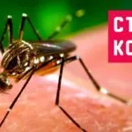 Hogyan elpusztítani szúnyogok