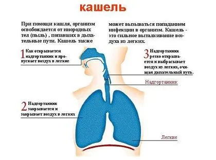 Hogyan lehet megszabadulni a köhögés