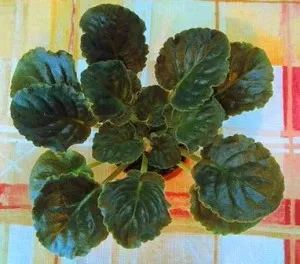 Tenyésztési ibolya otthon Tenyésztési ibolya otthon