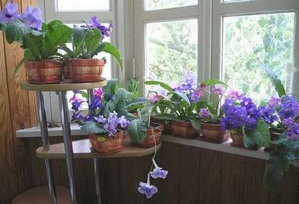 Tenyésztési ibolya otthon Tenyésztési ibolya otthon