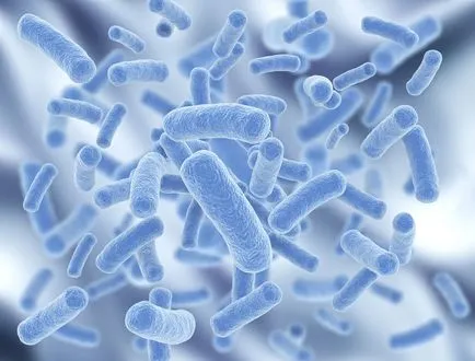 Escherichia coli kezelés Escherichia coli kezelés