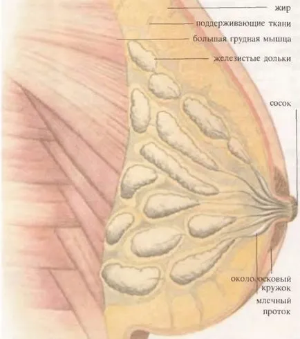 Mi rostos breast