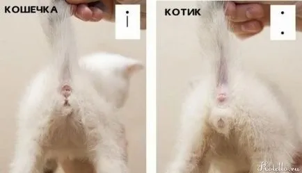 Hogyan lehet megkülönböztetni a szex kiscicák