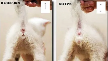 Hogyan lehet megkülönböztetni a szex kiscicák