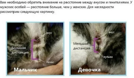 Hogyan lehet megkülönböztetni a szex kiscicák Hogyan lehet megkülönböztetni a szex kiscicák