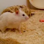 Mivel a hörcsögök szülni Mivel a hörcsögök szülni