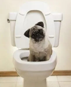 Hogyan vonat egy mopsz a WC