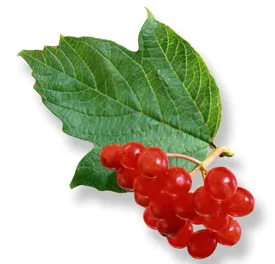 Hogyan kell szedni a Viburnum