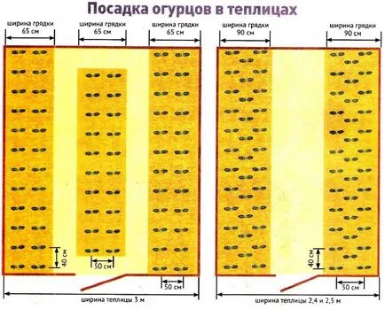 Amikor a növény uborka a nyílt terepen Amikor a növény uborka a nyílt terepen