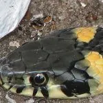 Mennyire veszélyes vipera