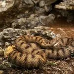 Mennyire veszélyes vipera