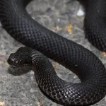 Mennyire veszélyes vipera