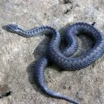 Mennyire veszélyes vipera