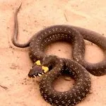Mennyire veszélyes vipera