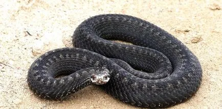 Mennyire veszélyes vipera