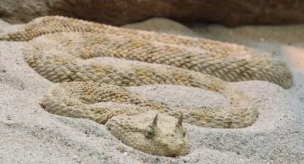 Mennyire veszélyes vipera