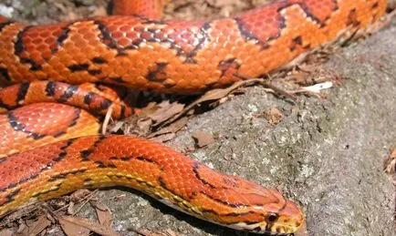 Mennyire veszélyes vipera